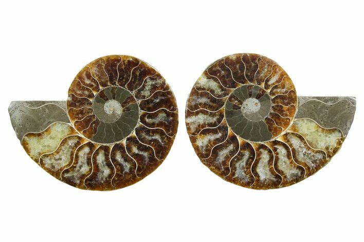 Cut & Polished Crystal-Filled Ammonite Fossil - Madagascar #354161